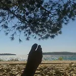 Salvia 4 Stars